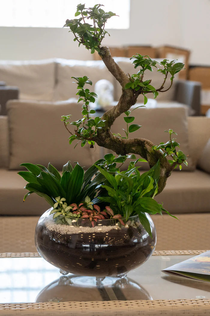 Terrariums