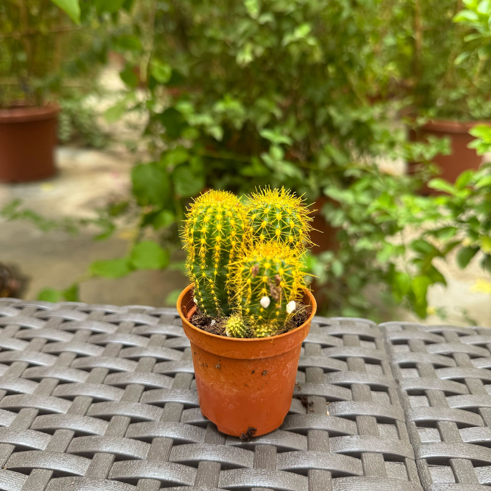 Cactus yellow edition