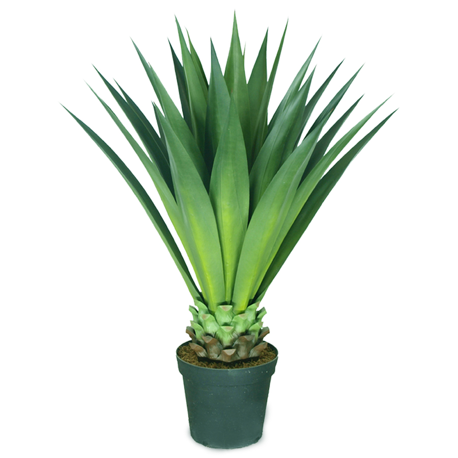 Agave Plant - Afnan Agri Co.