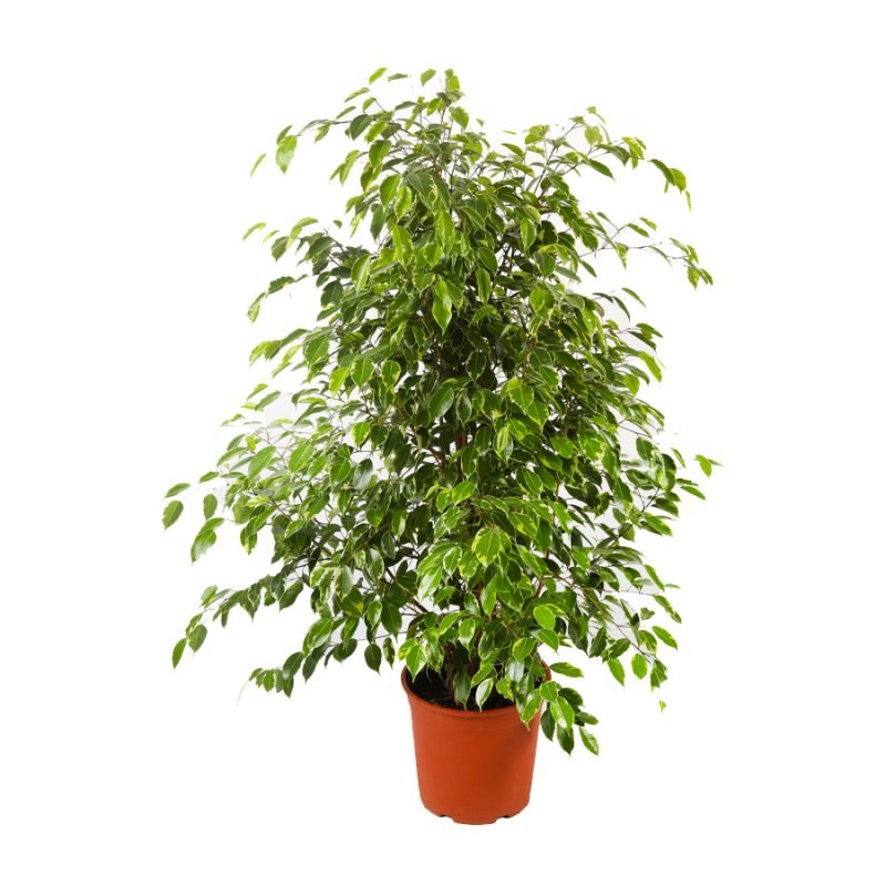 Ficus Benjamina (Gold) - Afnan Agri Co.