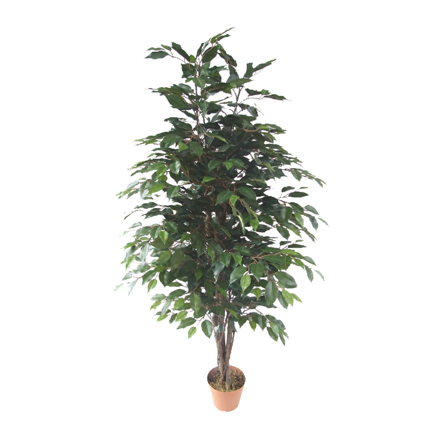 Ficus 1074LVS - Afnan Agri Co.
